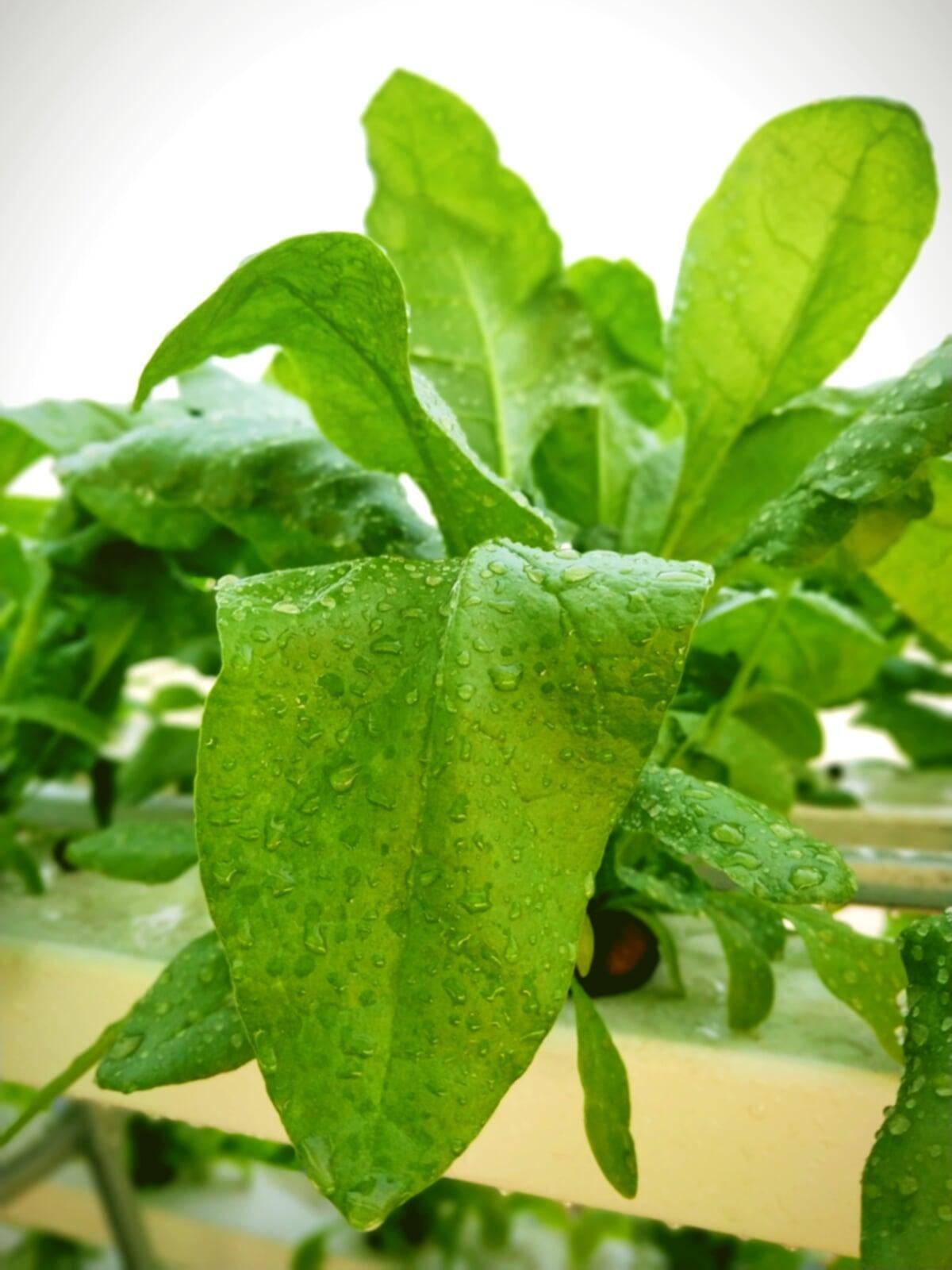 Spinach – A small amount of pesticide can turn this superfood into a nightmare for your health